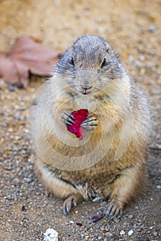 Black-tailed Prairie Dog Cynomys Ludovicianus in wildlife