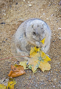 Black-tailed Prairie Dog Cynomys Ludovicianus in wildlife