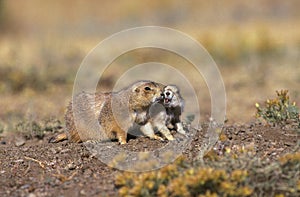 BLACK-TAILED PRAIRIE DOG cynomys ludovicianus, WYOMING