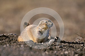 BLACK-TAILED PRAIRIE DOG cynomys ludovicianus, WYOMING