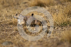 Black-Tailed Prairie Dog, cynomys ludovicianus, Wyoming
