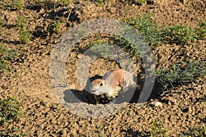 Black Tailed Prairie Dog Digging a Big Hole