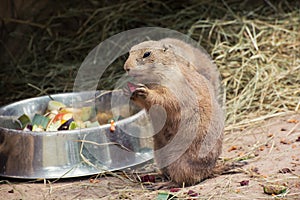 Black-tailed prairie dog eat fruit