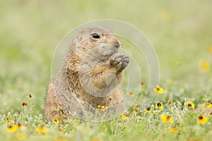 Black-tailed prairie dog eating springtime flowers photo