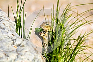 Black tailed prairie dog grabs a snack. Frank Lake Alberta Canada