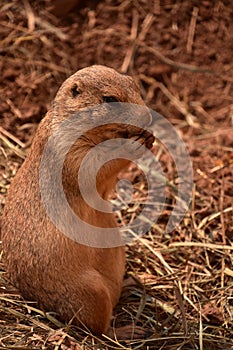 Black Tailed Prairie Dog with His Paws By His Mouth