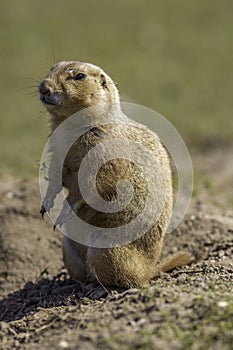 Black-tailed prairie dog or marmot Cynomys ludovicianus standi