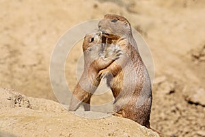 Black-tailed prairie dog mother with child