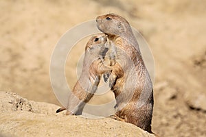 Black-tailed prairie dog mother with child