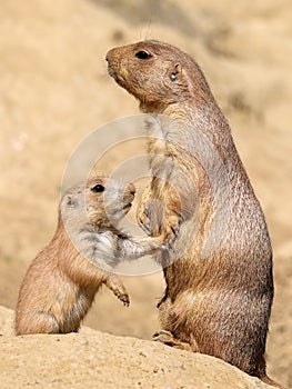 Black-tailed prairie dog mother with her child