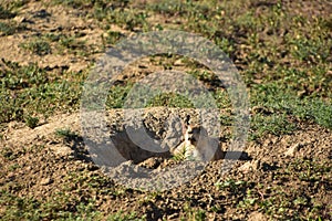 Black Tailed Prairie Dog Peaking Out of a Burrow