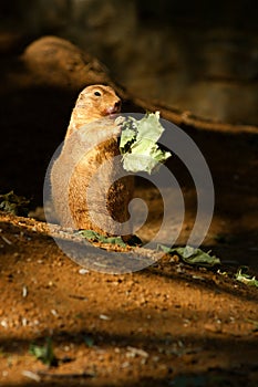 Black-tailed prairie dog