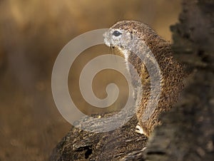 The black-tailed prairie dog from Prague zoo - Cynomys ludovicianus. photo