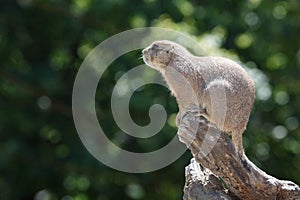 Black-tailed prairie dog sitting on a background of green foliage