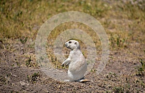 Black Tailed Prairie Dog Sitting on His Haunches