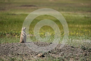 Black-tailed Prairie Dog squealing from Grasslands National Park