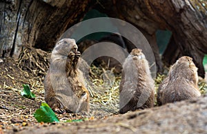 Black-tailed prairie dog is standing