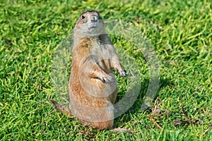 Black-tailed prairie dog standing on its hind legs