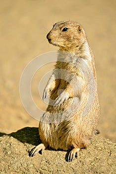 Black-tailed Prairie Dog standing on rock