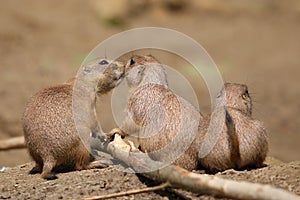 Black tailed prairie dogs