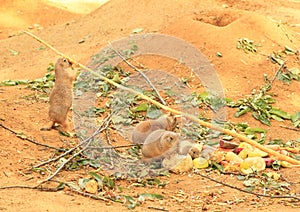 Black-tailed prairie dogs