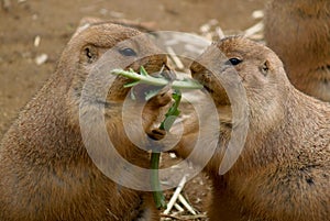 Black-tailed Prairie Dogs