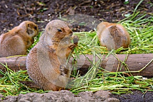 Black-tailed prairie dogs