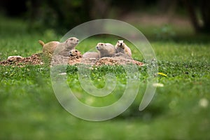 Black tailed prairie dogs