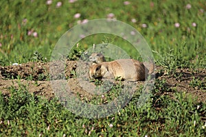 Black-tailed prairie dogs (Cynomys ludovicianus)