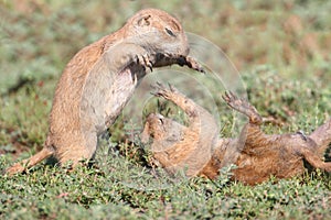 Black-tailed Prairie Dogs (Cynomys ludovicianus)