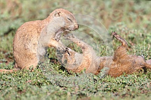 Black-tailed Prairie Dogs (Cynomys ludovicianus)