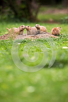 Black tailed prairie dogs