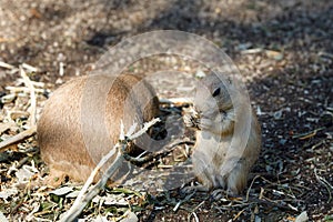 Black-tailed prairie dogs Cynomys ludovicianus