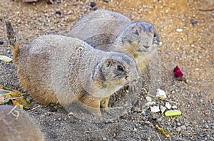 Black-tailed Prairie Dogs Cynomys Ludovicianus in wildlife