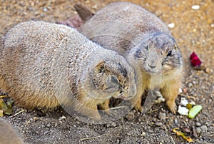 Black-tailed Prairie Dogs (Cynomys Ludovicianus) in wildlife