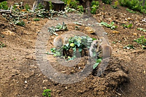 Black Tailed Prairie Dogs Eating Broccoli