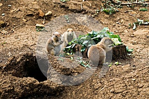 Black Tailed Prairie Dogs Eating Broccoli