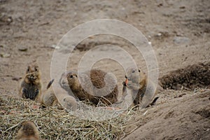 Black tailed prairie dogs eating carots. Cynomys ludovicianus. Ground squirrels in a zoo