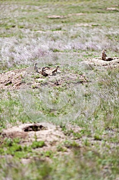 Black-tailed Prairie Dogs
