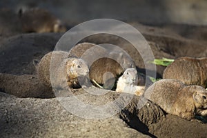 Black-tailed prairie dogs, Tierpark Berlin