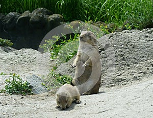 Black Tailed Prairie Dogs, at trhe zoo.