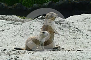 Black Tailed Prairie Dogs, at trhe zoo.