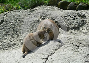 Black Tailed Prairie Dogs, at trhe zoo.