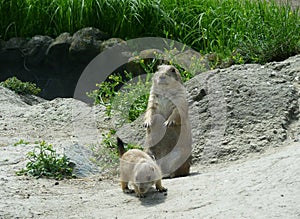 Black Tailed Prairie Dogs, at trhe zoo.