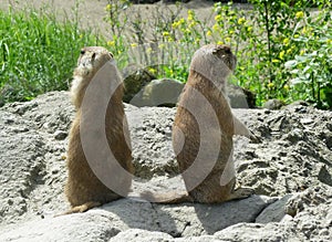 Black Tailed Prairie Dogs, at trhe zoo.