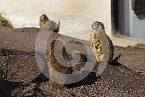 Black-tailed Prairie Dogs