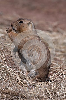 Black-tailed Prairie Marmot