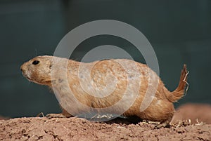 Black-tailed Prairie Marmot - Cynomys ludovicianus