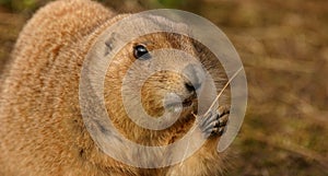 Black-tailed Prairie Marmot - Cynomys ludovicianus