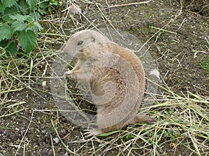 Black-tailed Prairie Marmot - Cynomys ludovicianus